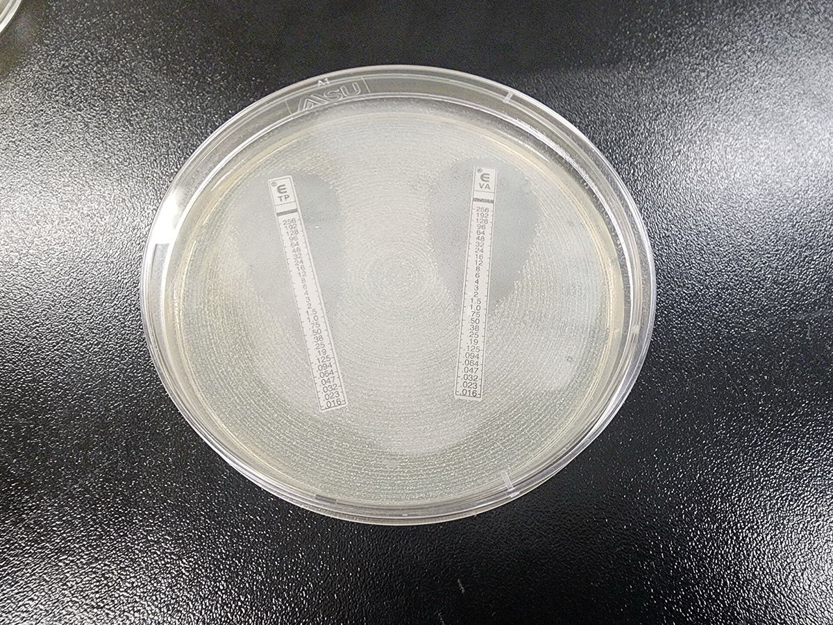 Placa con tiras de gradiente de antibiótico