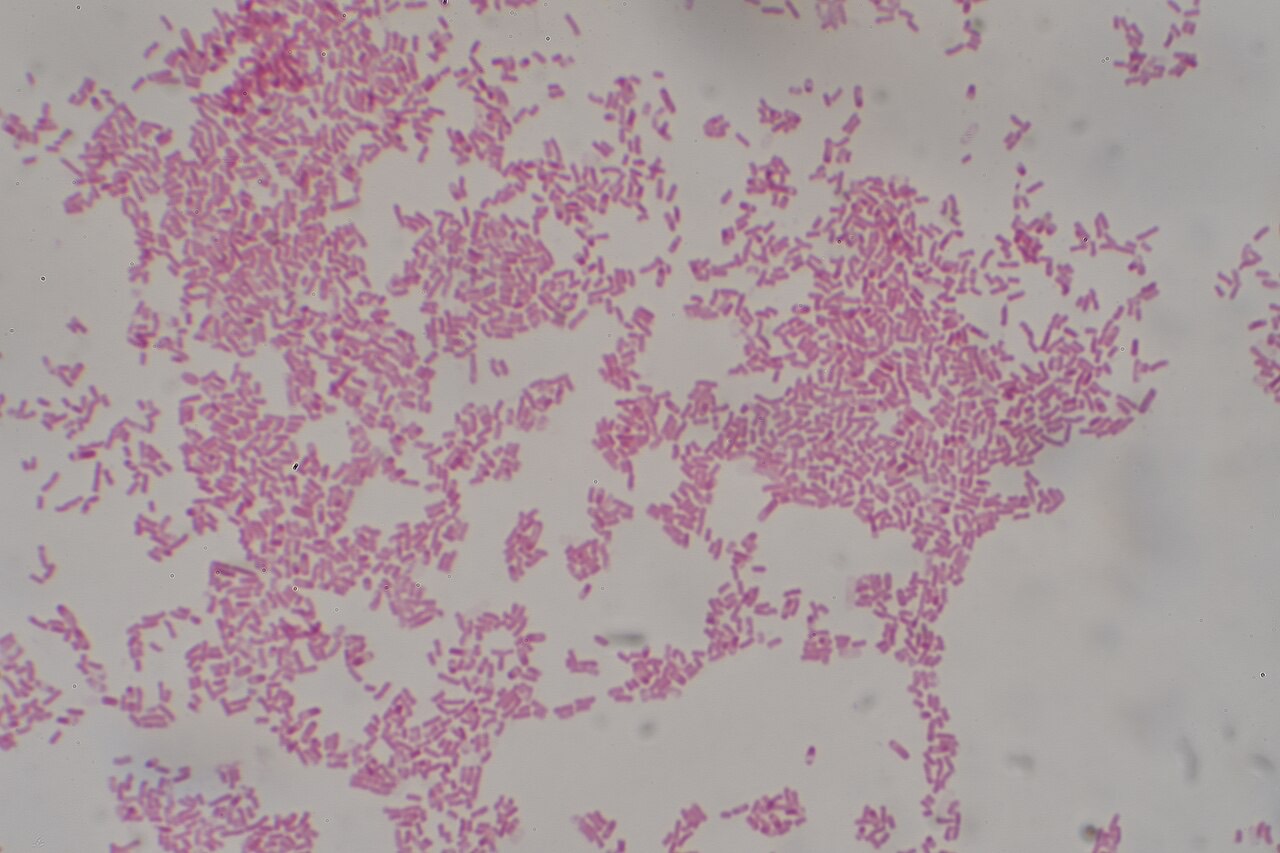 Bacilos gramnegativos rosados de Escherichia coli