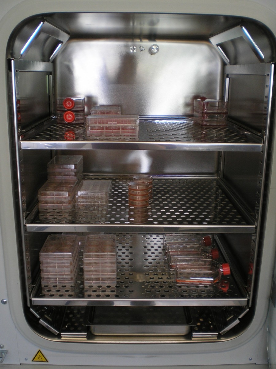 Interior de una incubadora con placas