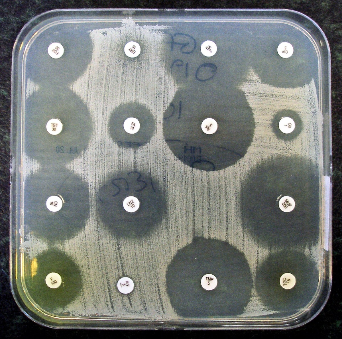 Placa de Kirby-Bauer con discos de antibiótico y halos de inhibición