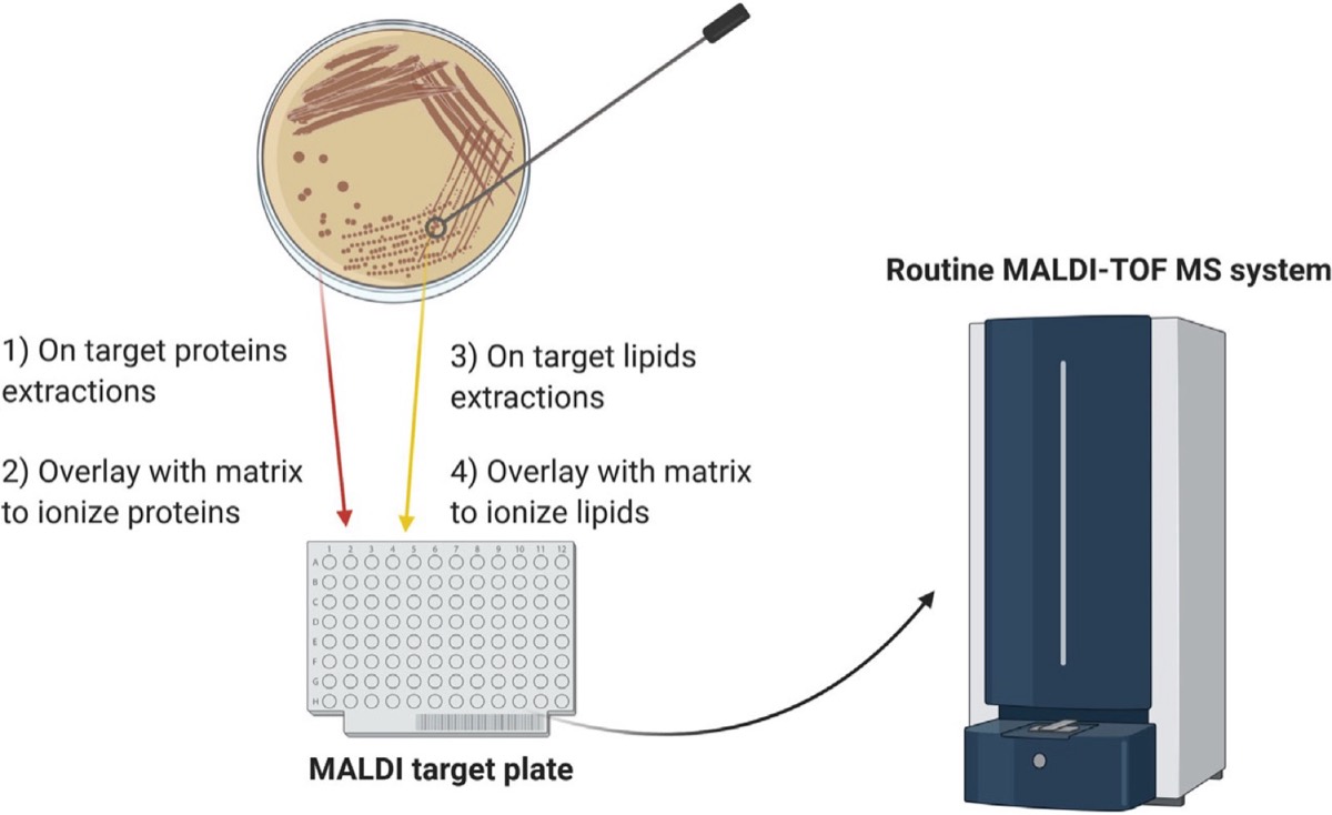 Esquema del proceso MALDI-TOF: colonia, placa diana, matriz, ionización y espectro