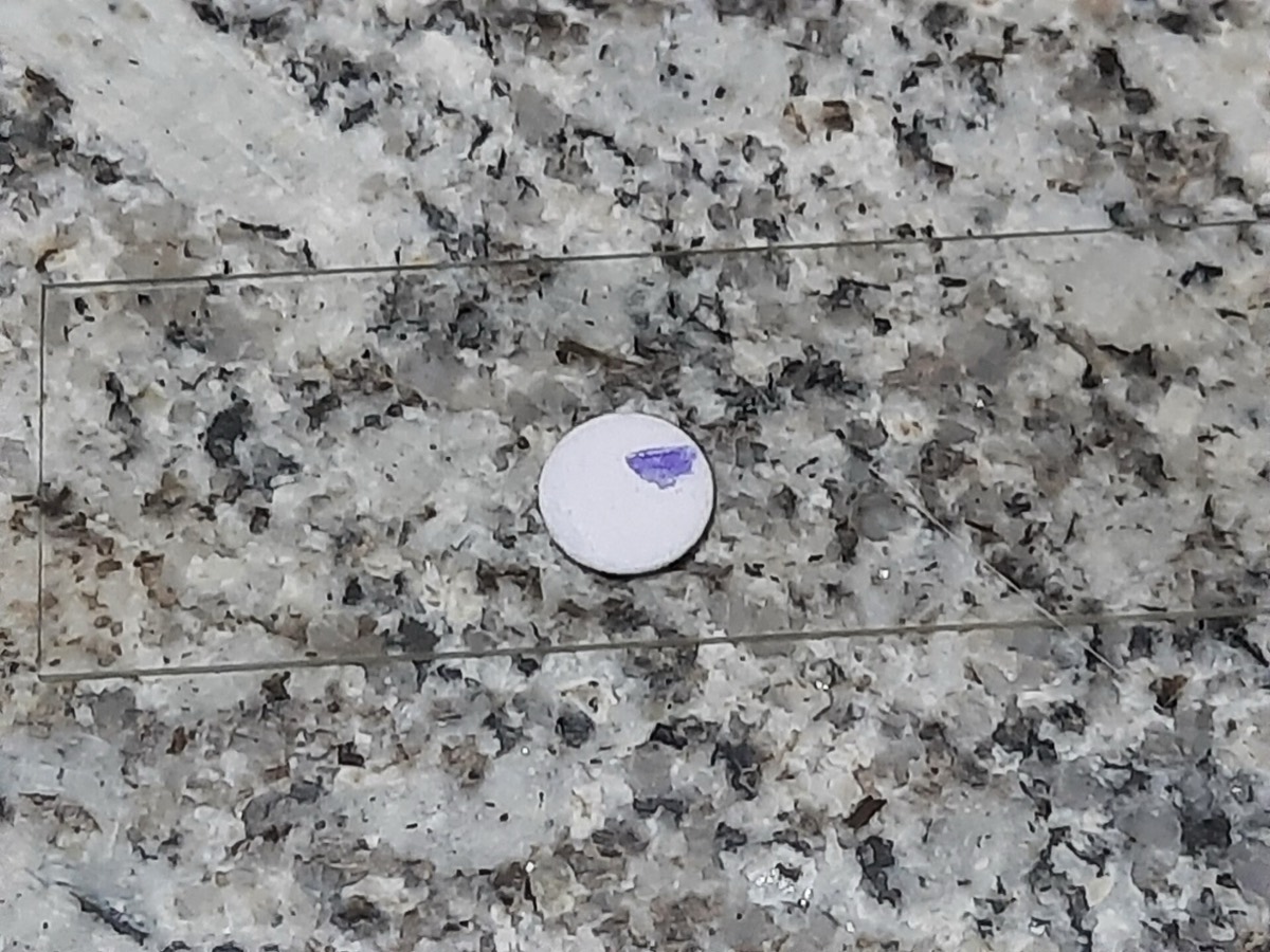 Disco de oxidasa con reacción positiva de color morado