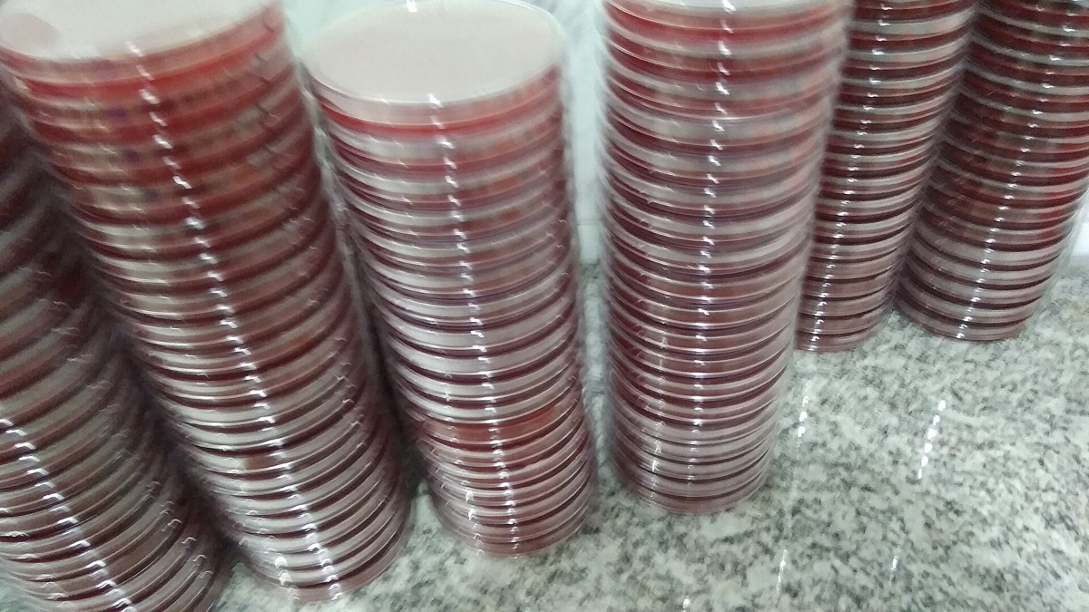 Pilas de placas de agar sangre recién preparadas
