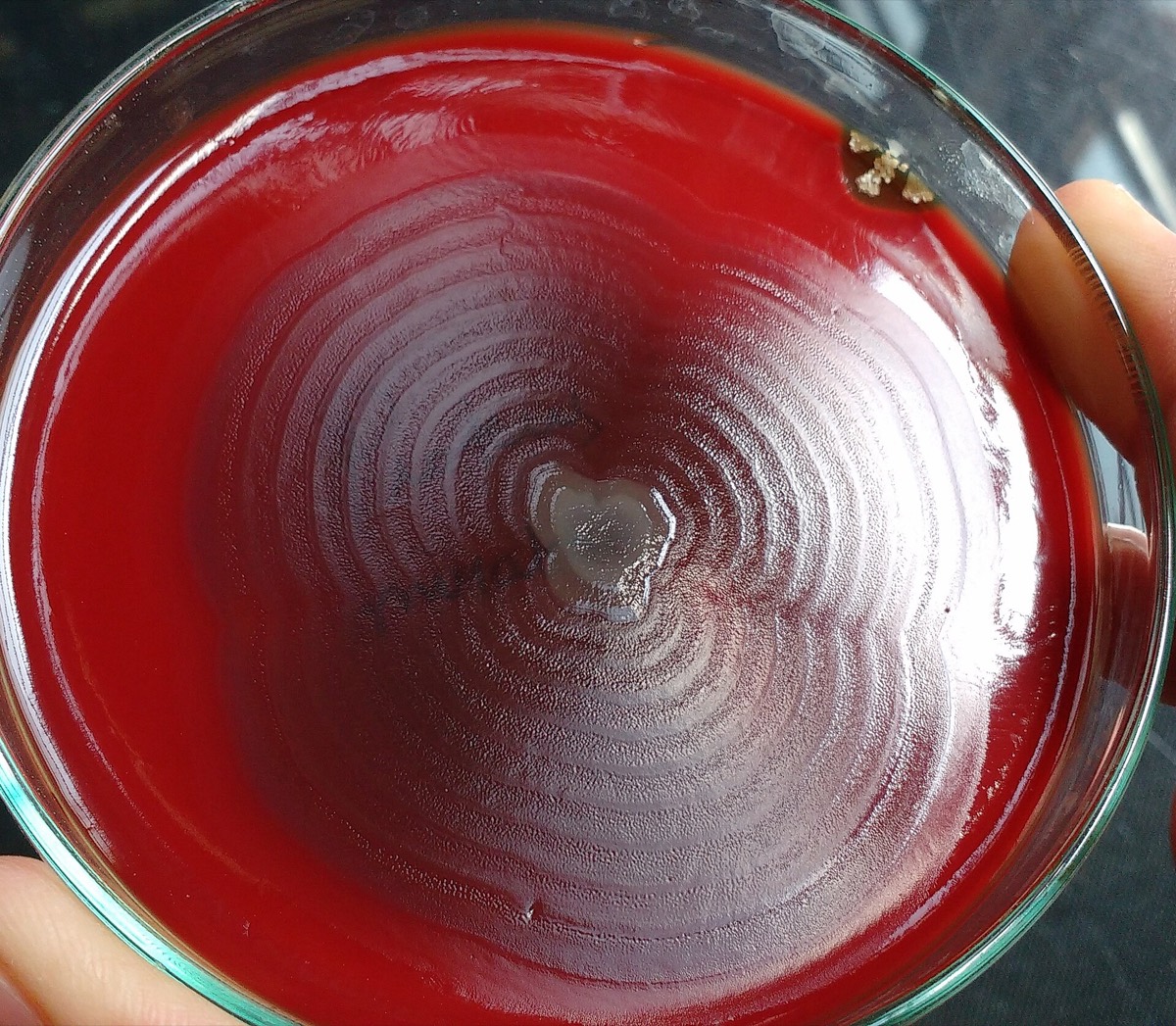 Proteus con crecimiento en enjambre en ondas concéntricas